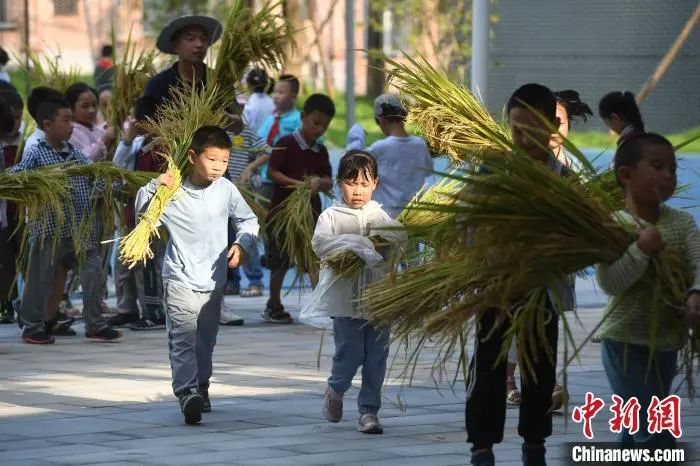 資料圖：小學(xué)生們體驗(yàn)收割水稻。陳超 攝